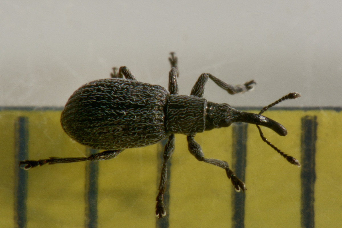 Apionidae: Ischnopterapion sp?  S, Ischnopterapion loti